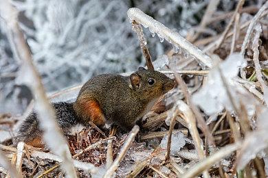 《英雄联盟》格斗游戏《2XKO》增加新角色：提莫！